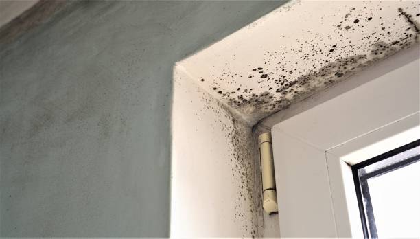 Biohazard Mold Removal in Kitty Hawk, NC